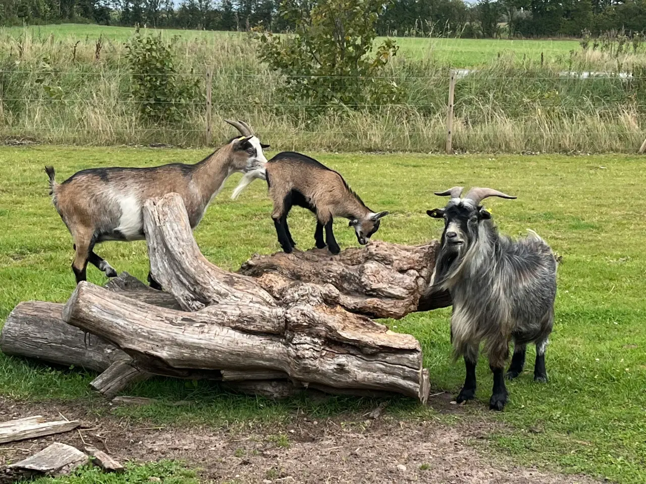 Billede 2 - Dværg geder 