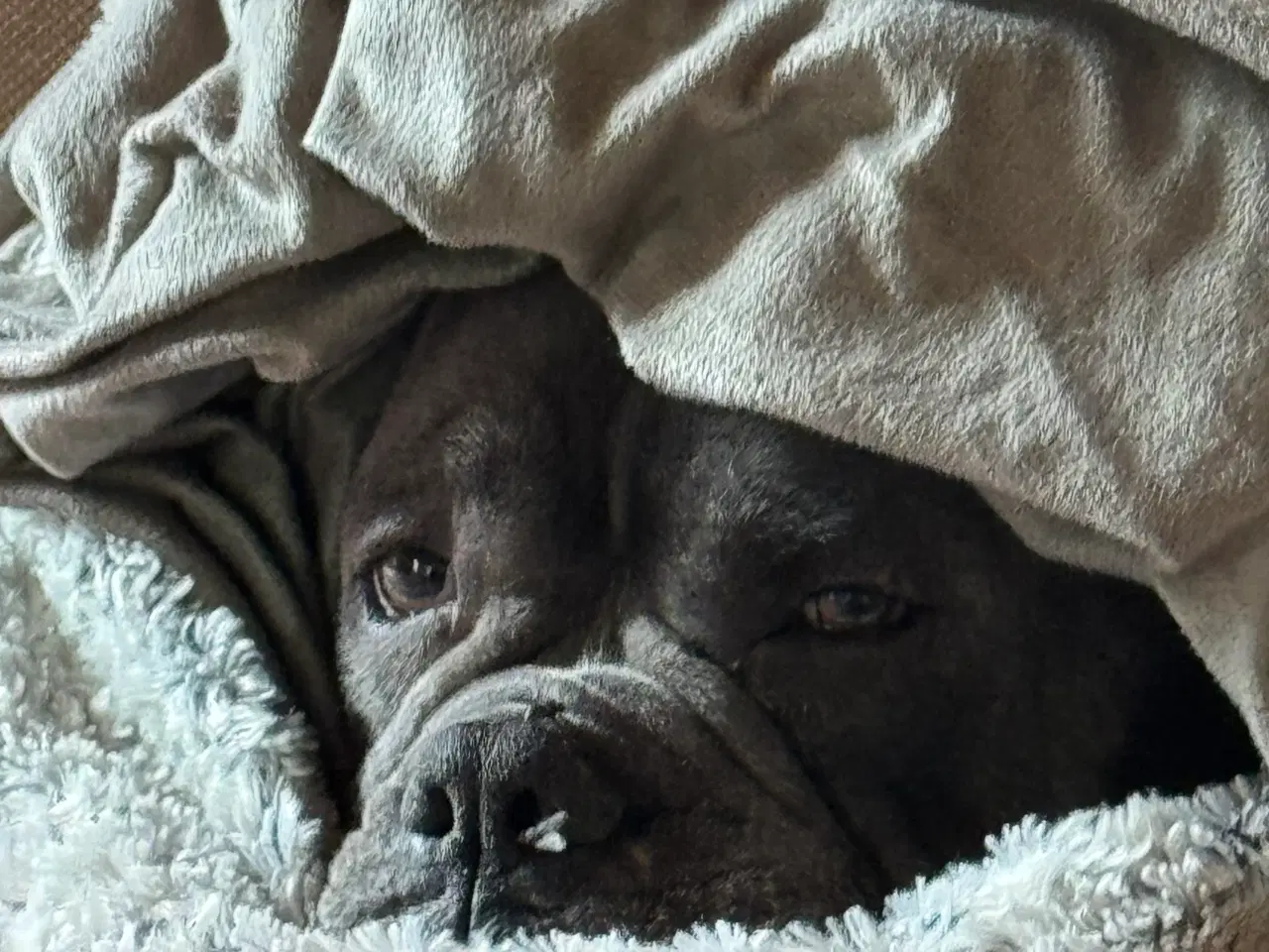 Billede 5 - 2 Old English Bulldog