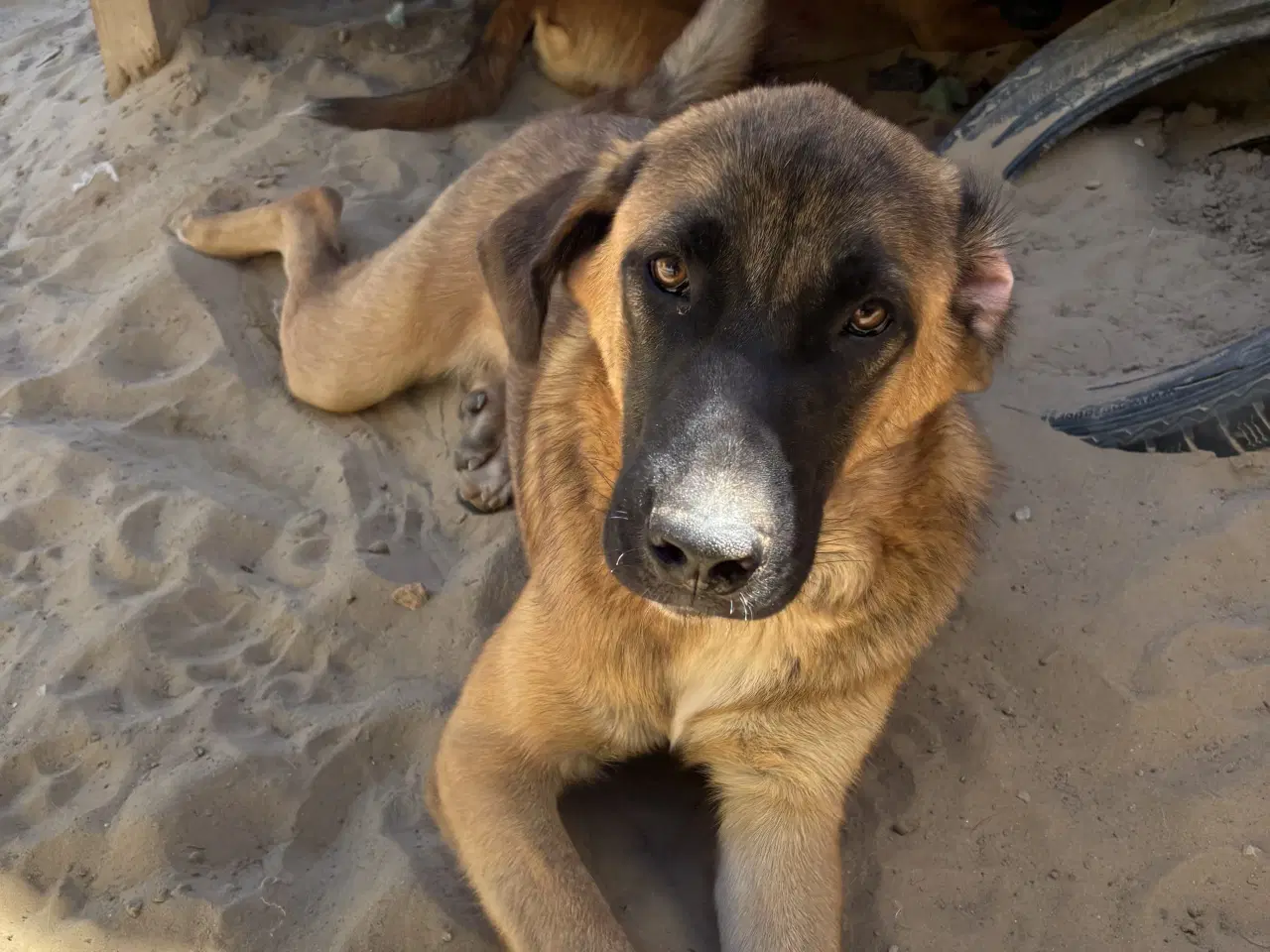 Billede 2 - Toby søger familie! 🩵