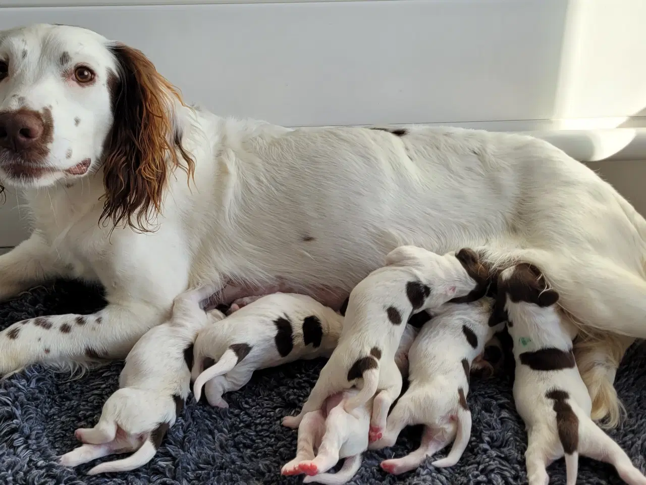 Billede 1 - Ft Springer spaniel hvalpe med stamtavle