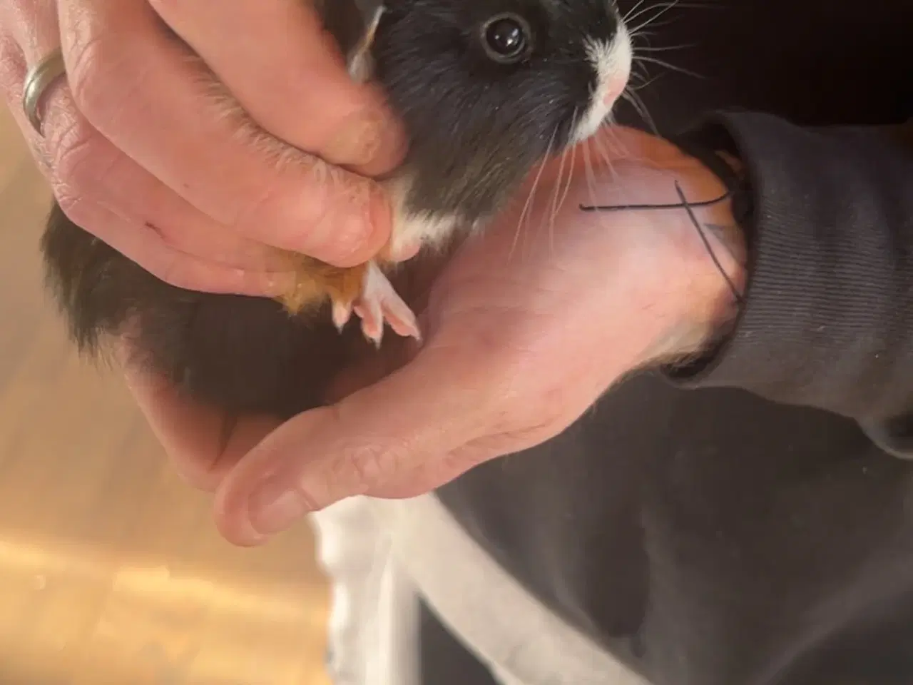 Billede 3 - Marsvin unger 1-12-2025