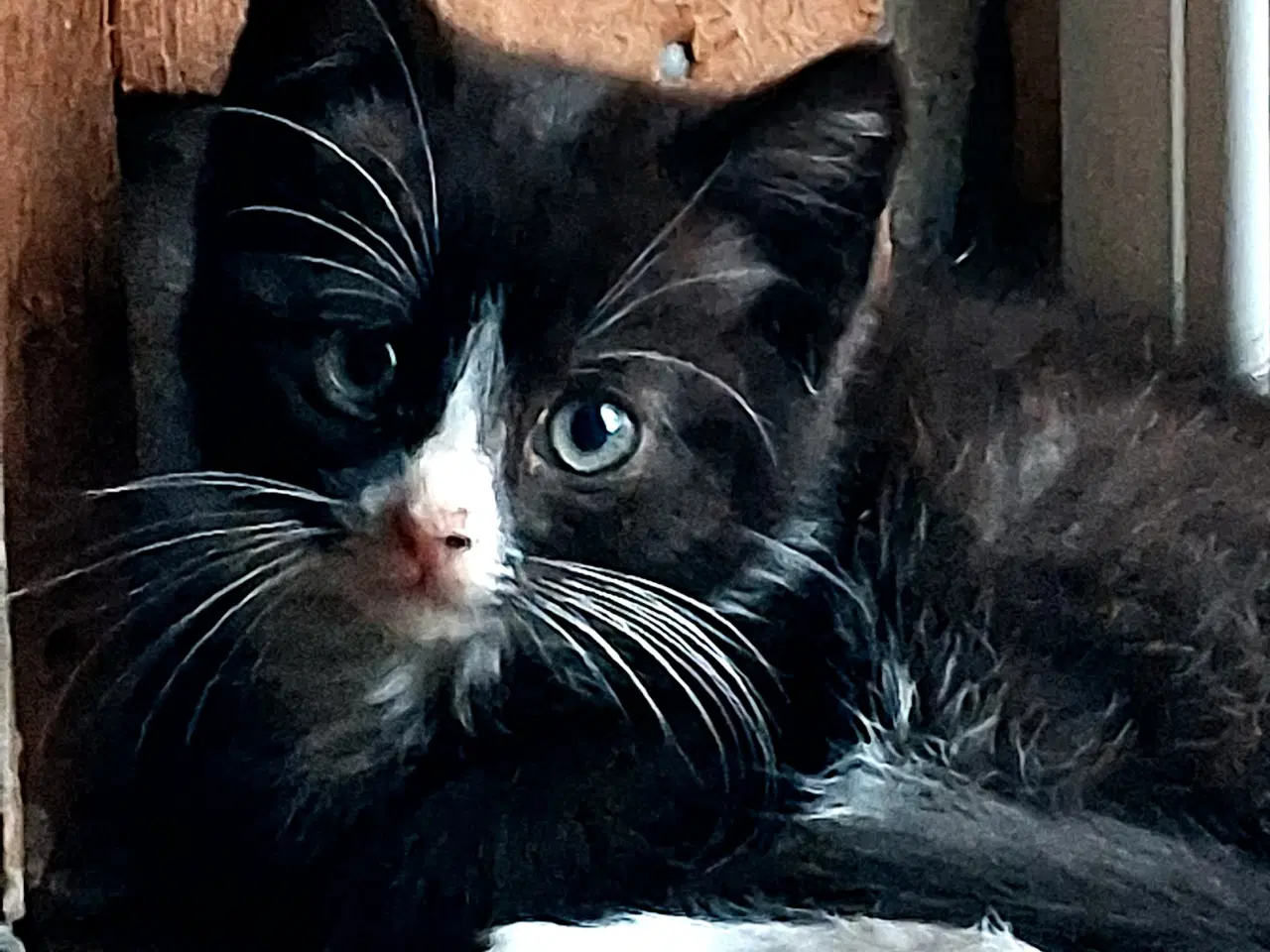 Billede 3 - Lille sort kat søger nyt kærligt hjem.