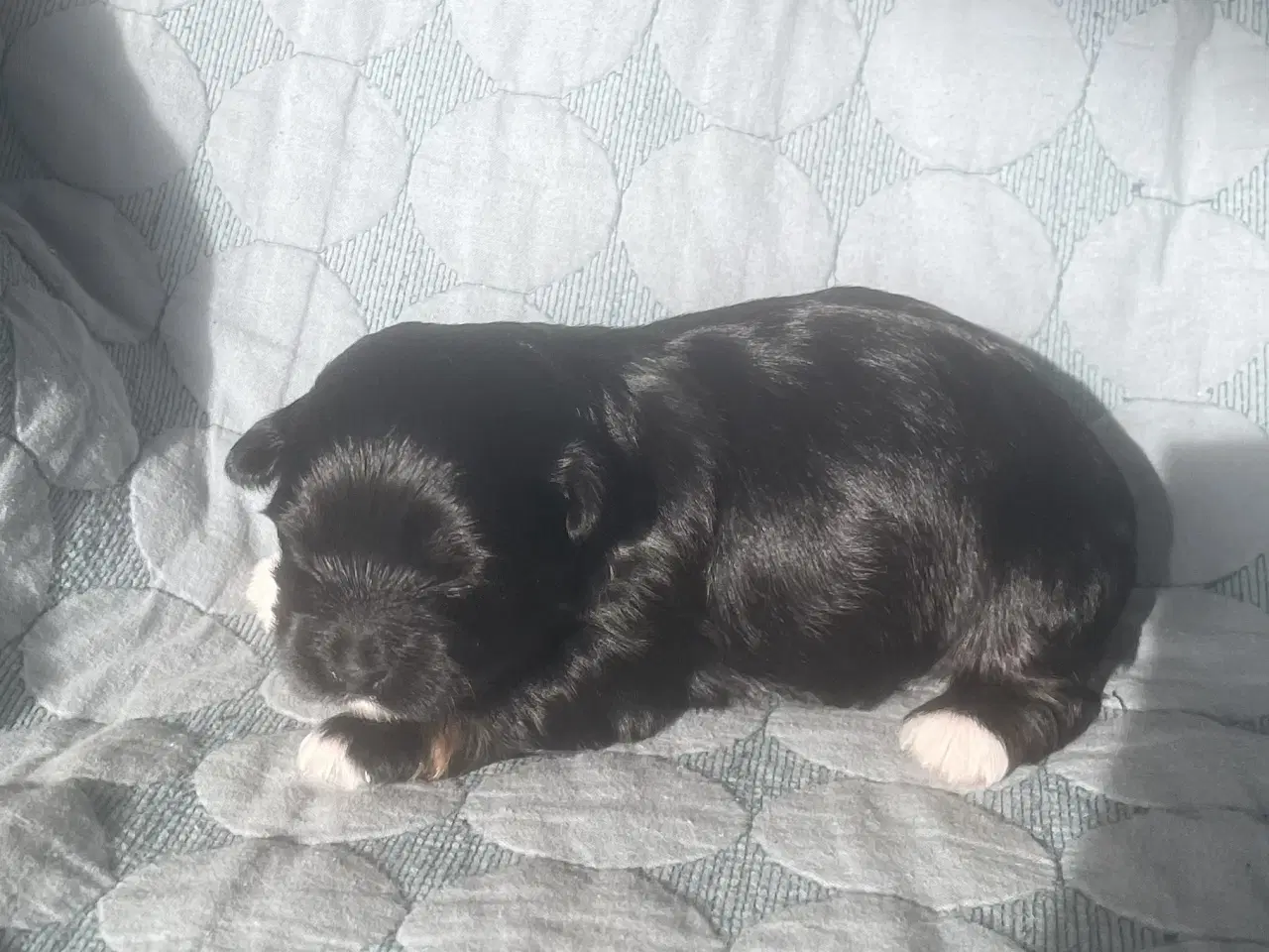 Billede 5 - Chokolade og sorte Bichon Havanais hvalpe