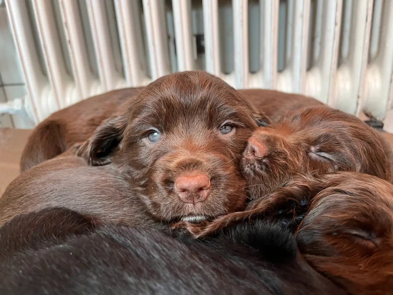 Billede 1 - Working Spaniel (FT)