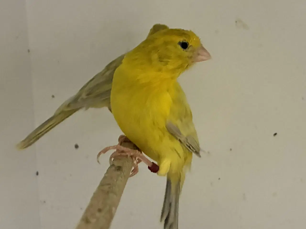 Billede 2 - Agat Opal Gul Mosaik