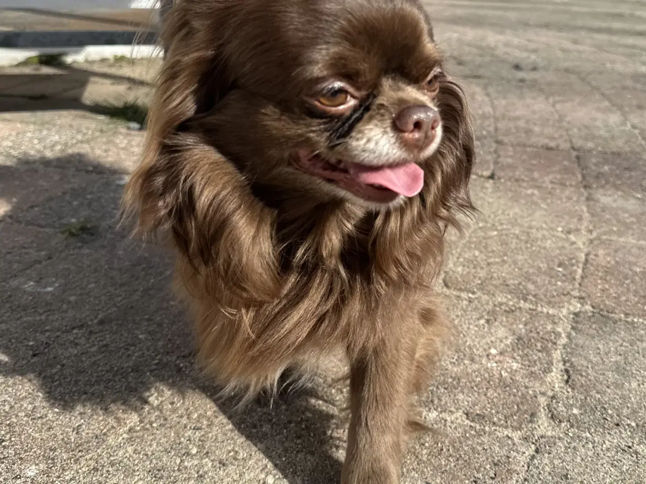 Billede 4 - Parring tilbydes