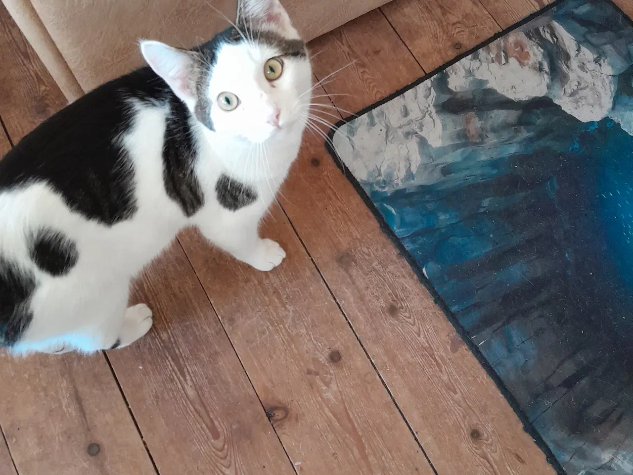 Billede 3 - Katte søger nyt hjem 