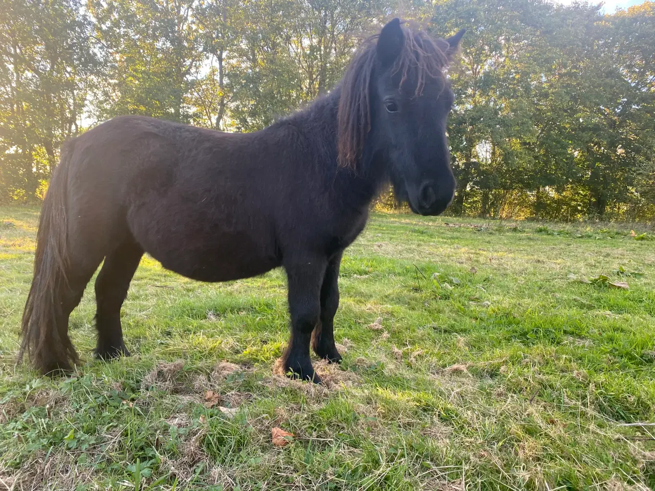 Billede 3 - Shetlænder hingsteplag 