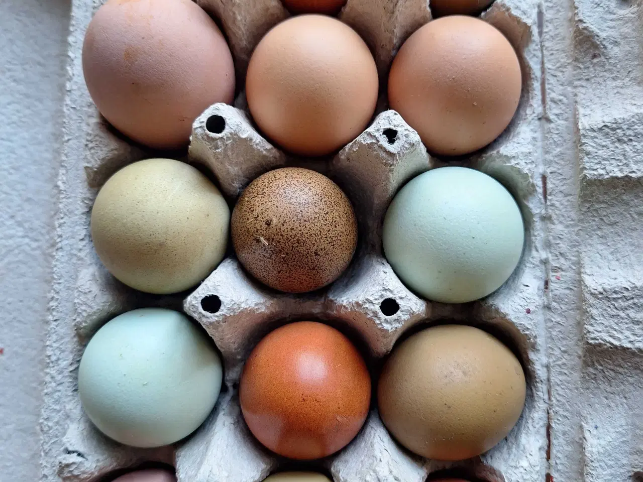 Billede 6 - Rugeæg fra blandet flok 