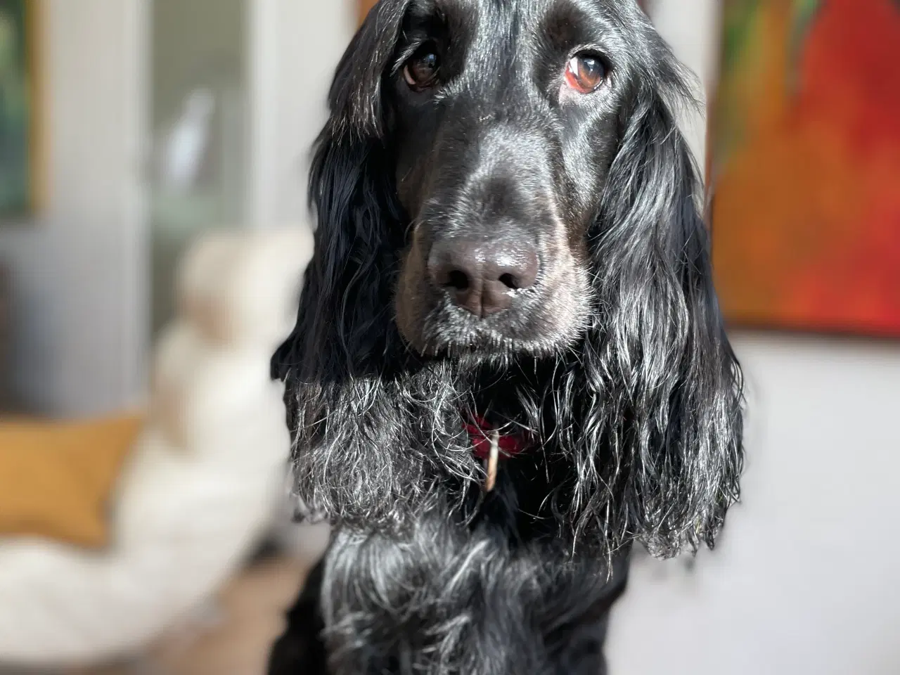 Billede 11 - Cockerdoodle eller Cockapoo. 3 tæver tilbage. 
