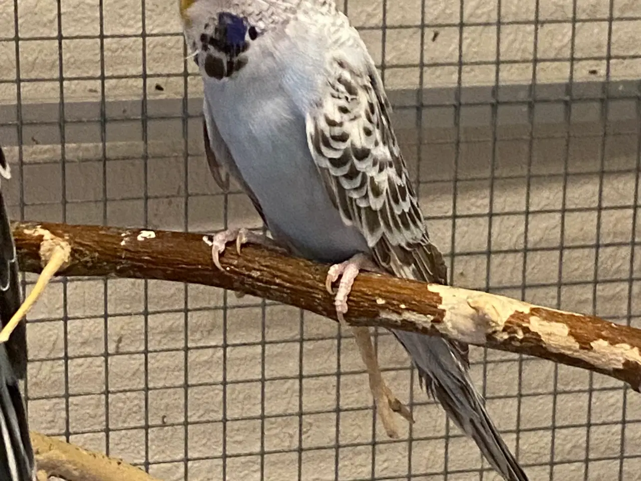 Billede 1 - Ung hun fra oktober 