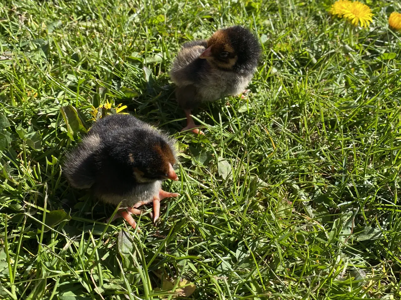 Billede 1 - Guld Wyandotte 