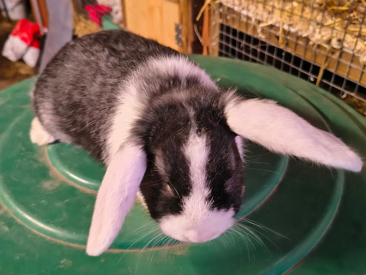 Billede 4 - Dværg vædder