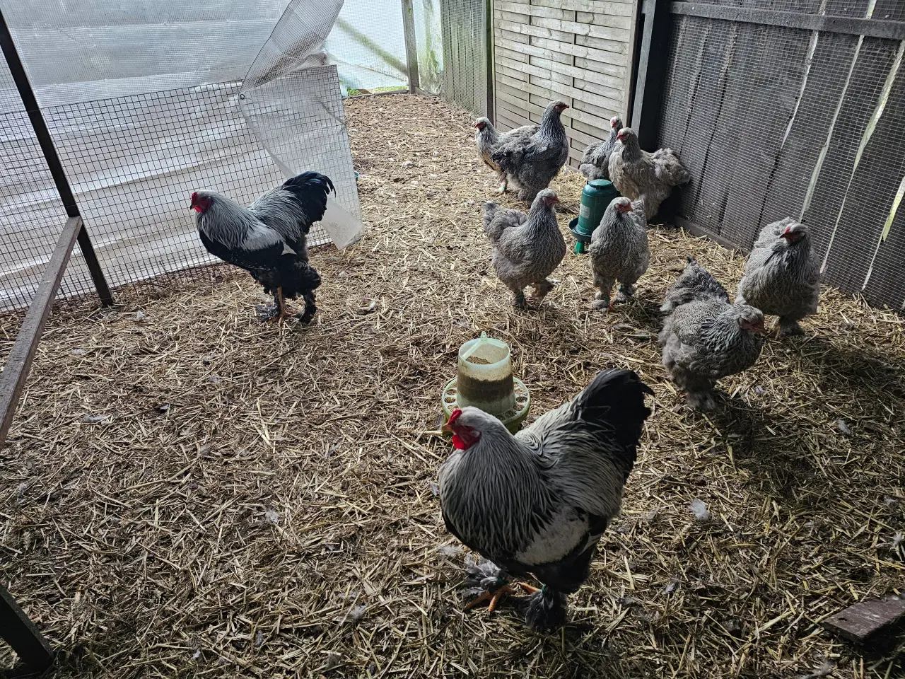 Billede 3 - Rugeæg af stor Brahma 