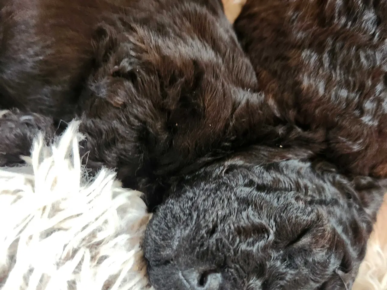 Billede 5 - Bamserne søger ny opvartning 