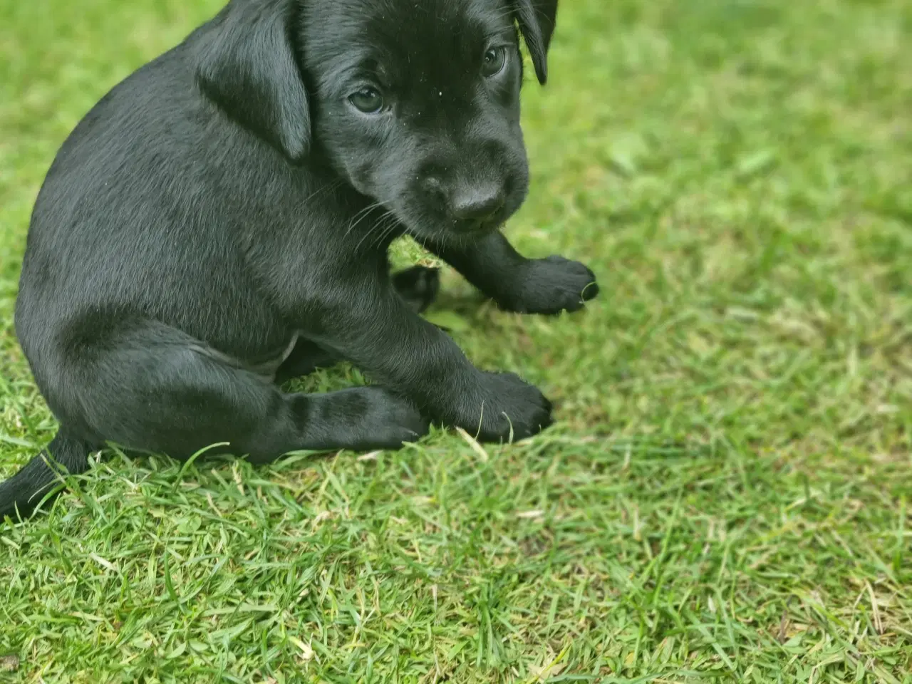 Billede 5 - Labrador hvalpe, 1 sort tæve og 1 gul han