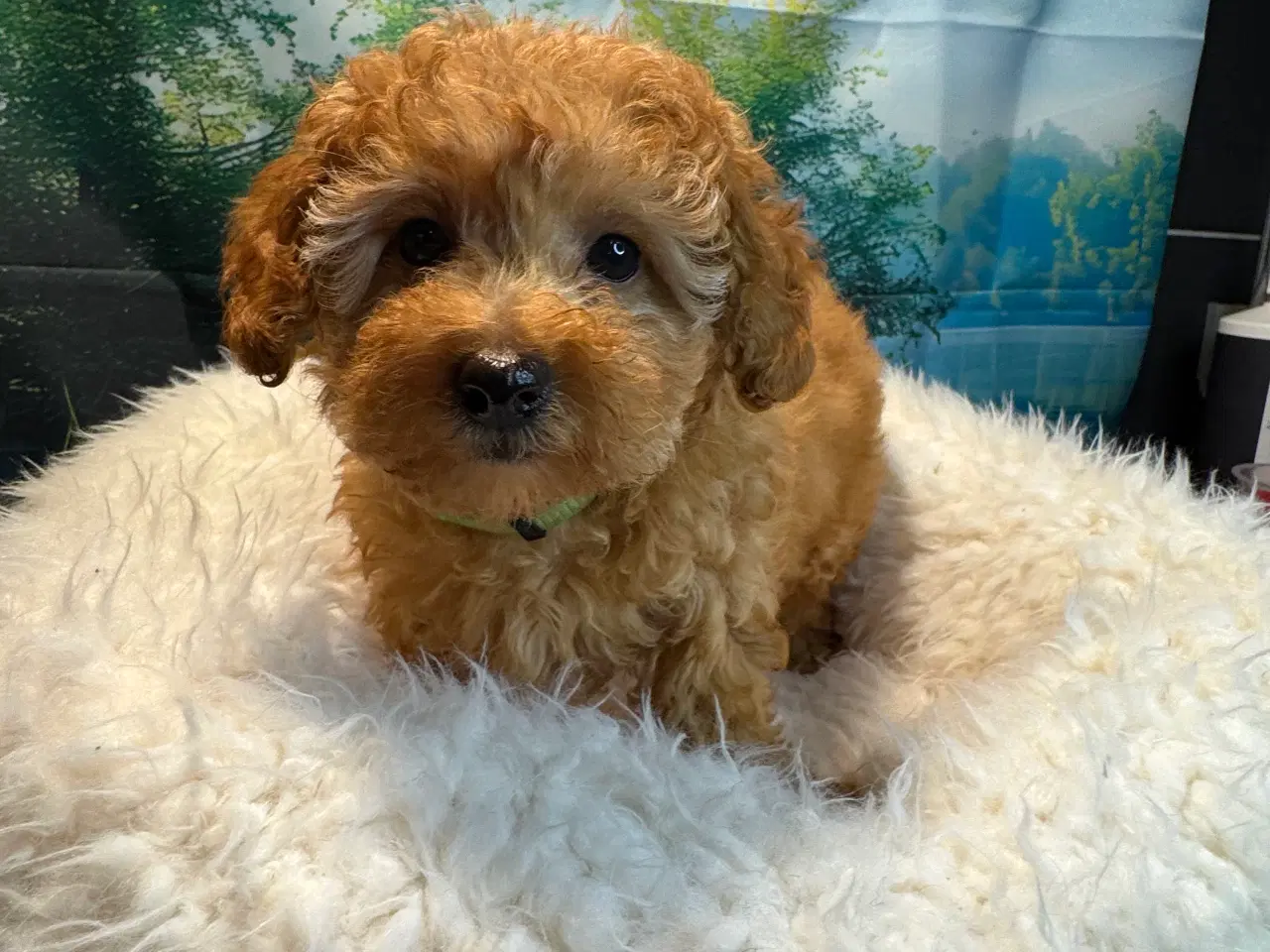 Billede 10 - Maltipoo  Rejseklar  ❤️🐾