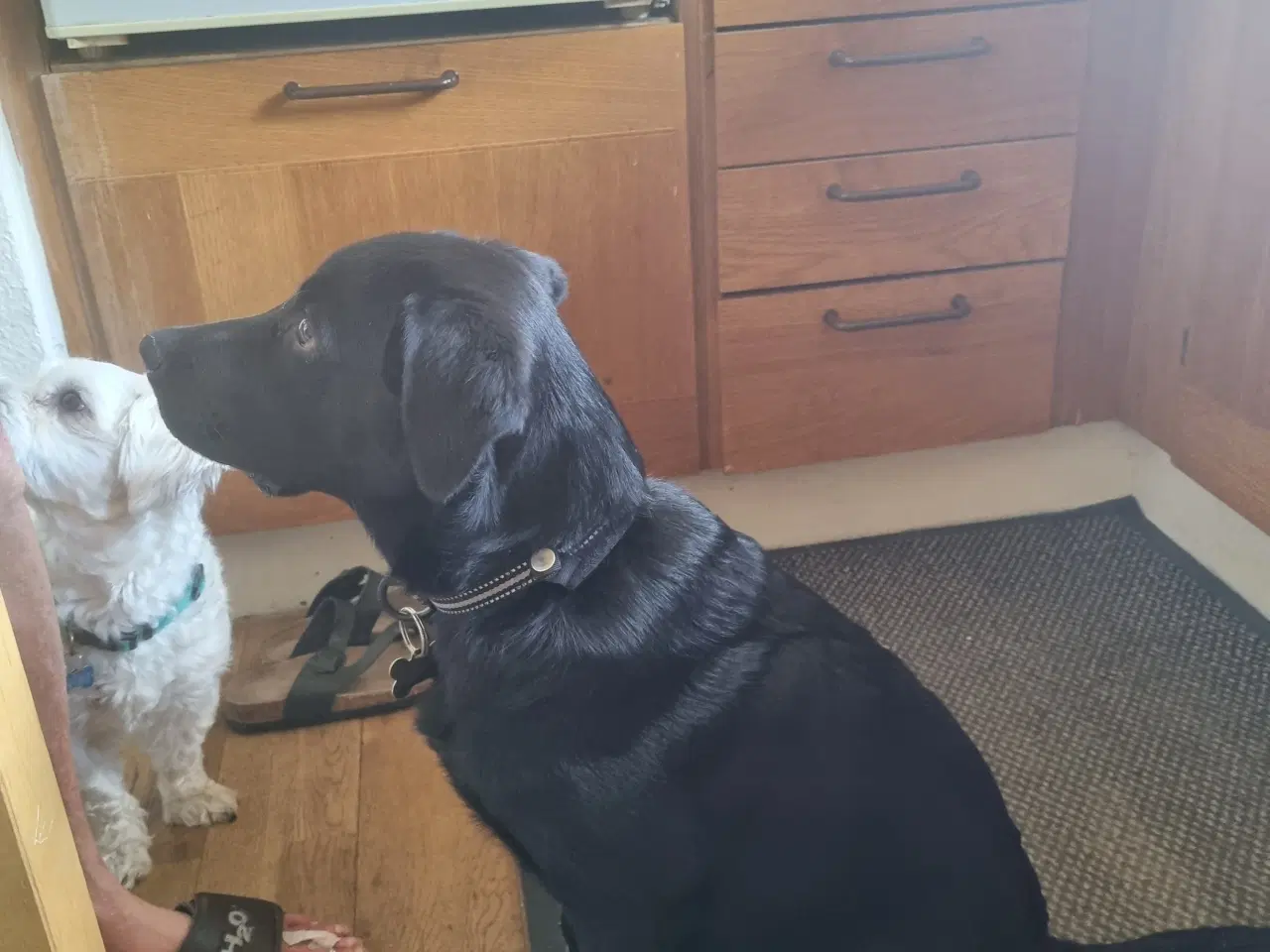 Billede 3 - Hunde sælges  . Labrador  boider collie 