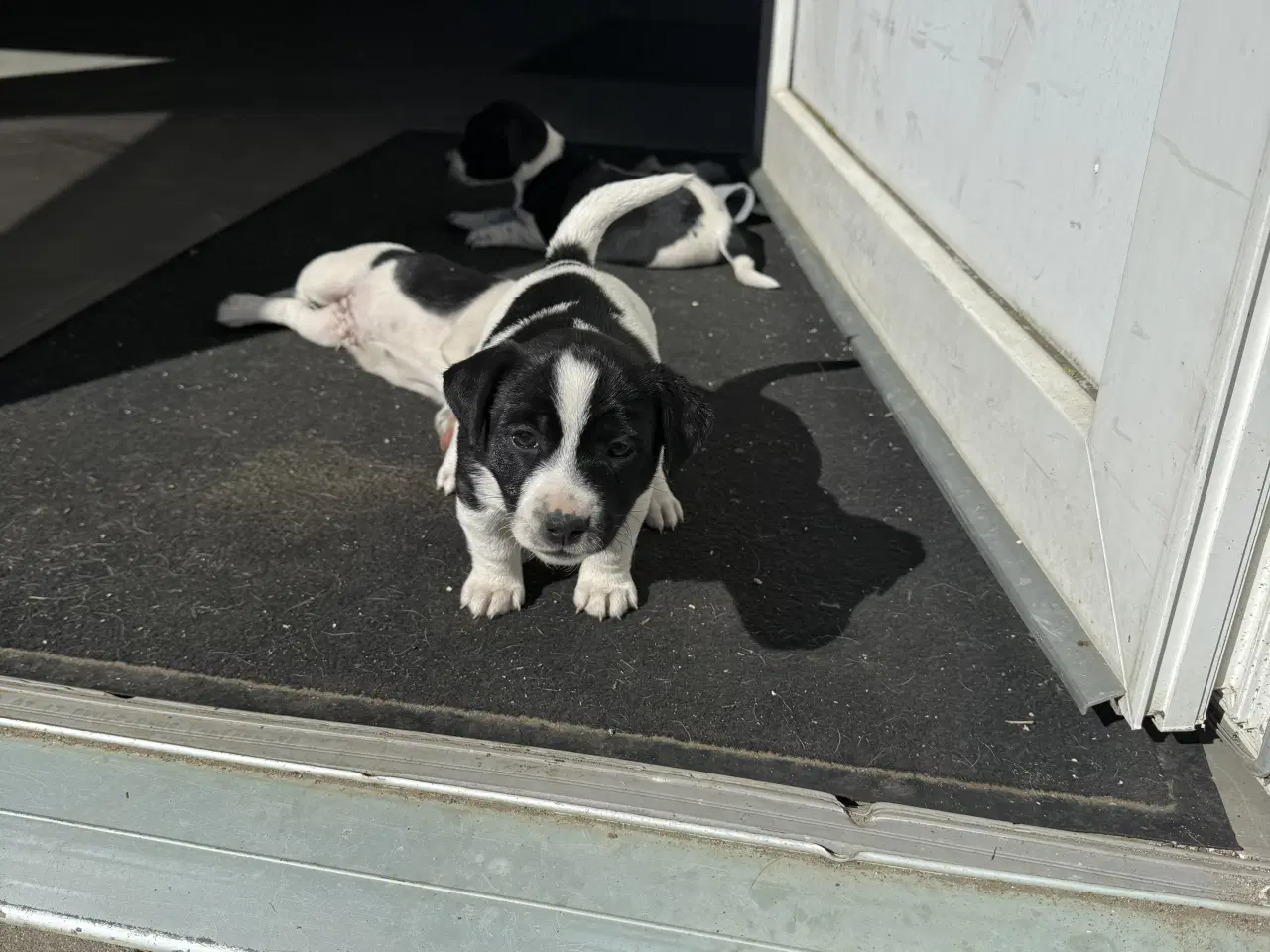 Billede 3 - Dansk svensk/jack Russel blandinger 