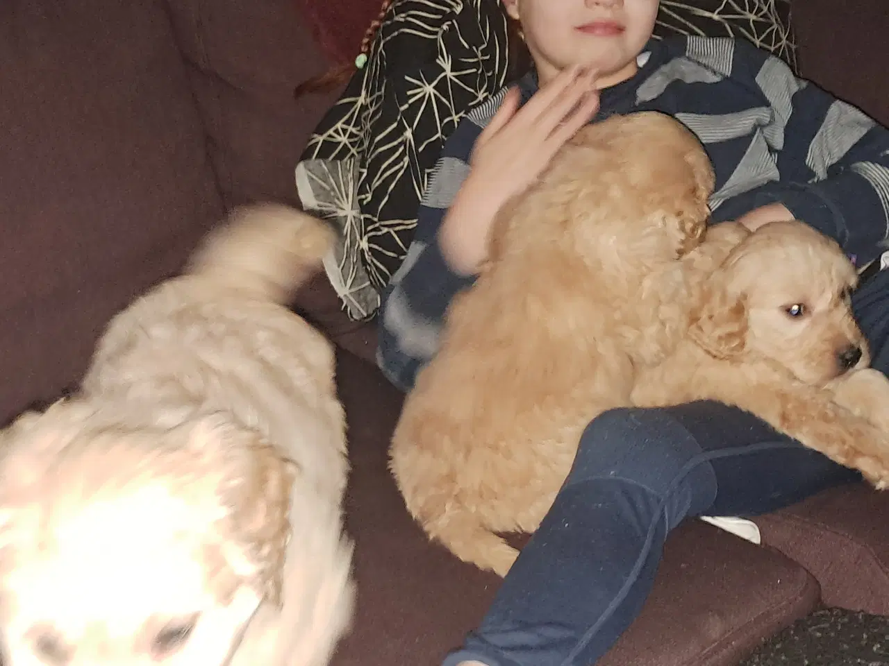 Billede 17 - De sødeste skønneste blandingshvalpe