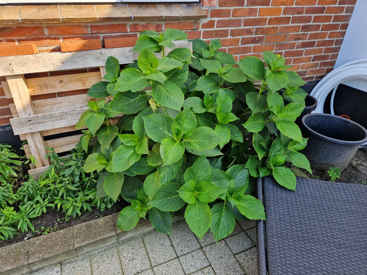 Billede 1 - Hortensia gives væk