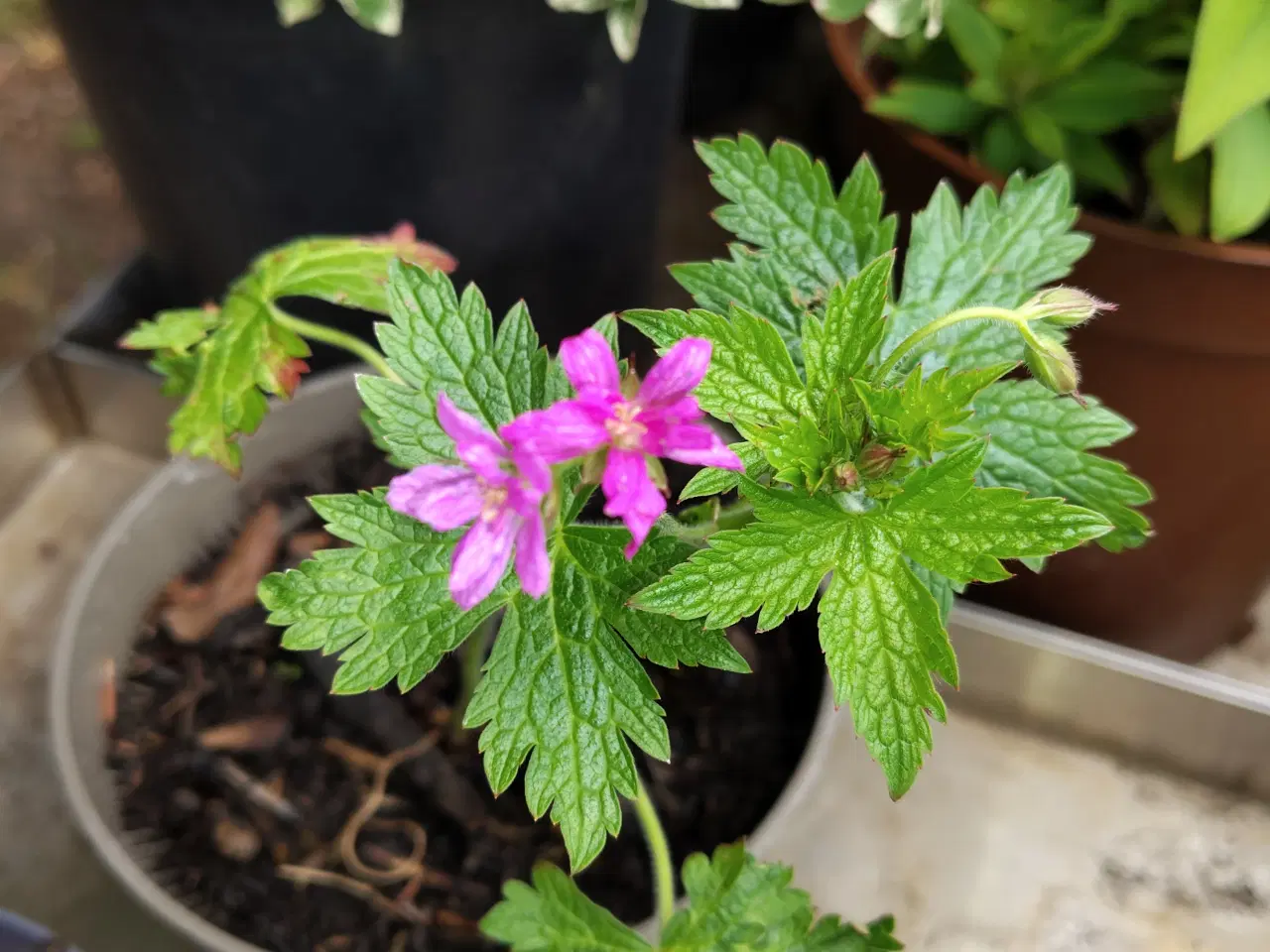 Billede 2 - Geranium Storkenæb 