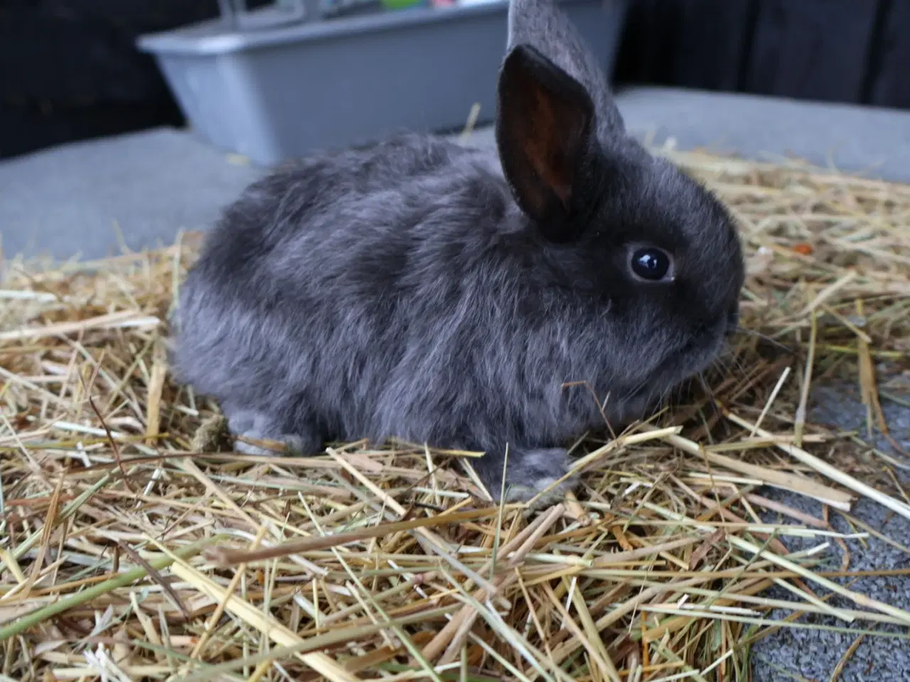 Billede 2 - Kaniner og unger sælges