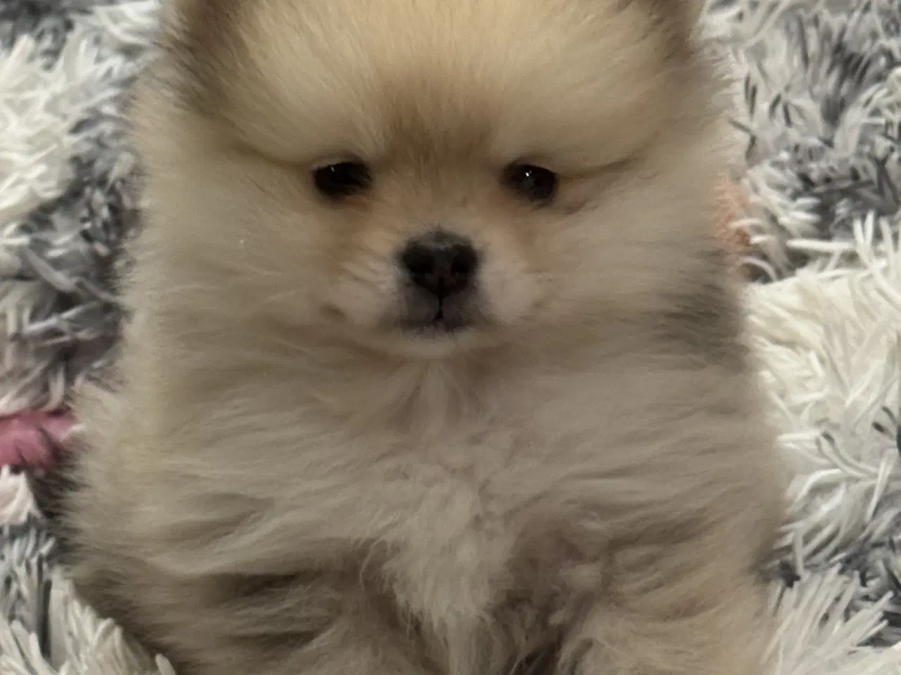 Billede 1 - Mini Pomeranian 