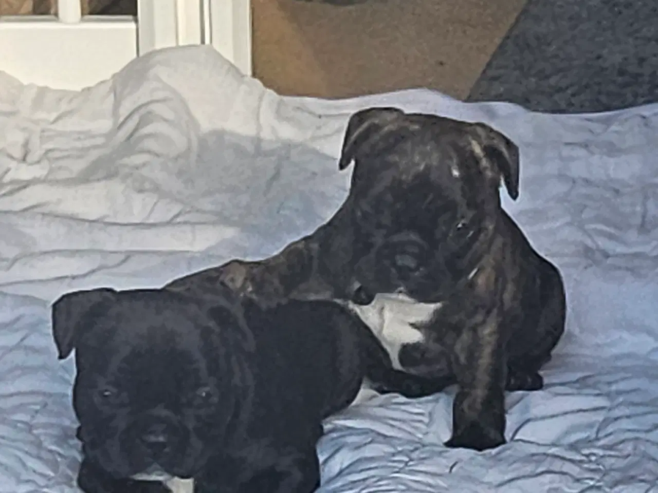 Billede 5 - Fransk bulldog hvalpe