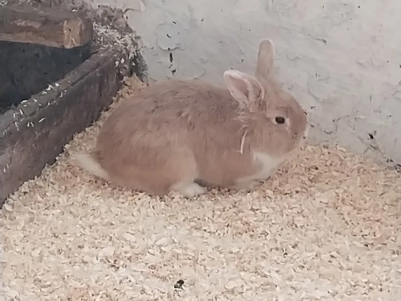 Billede 2 - Dværgkaniner i flotte farver