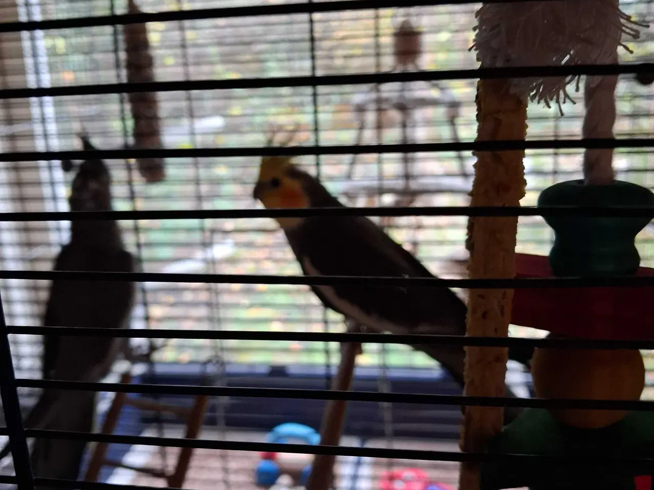 Billede 1 - Nymfer med bur