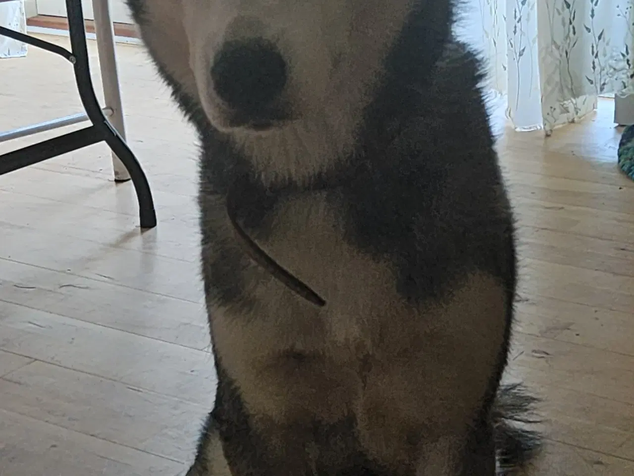 Billede 2 - Hund Husky