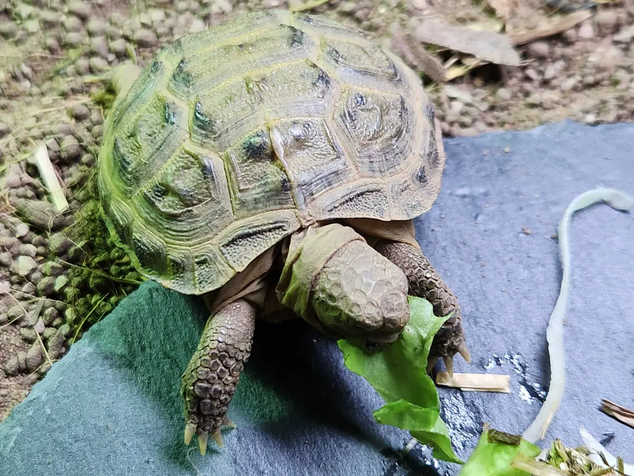 Billede 2 - Russisk Landskildpadde