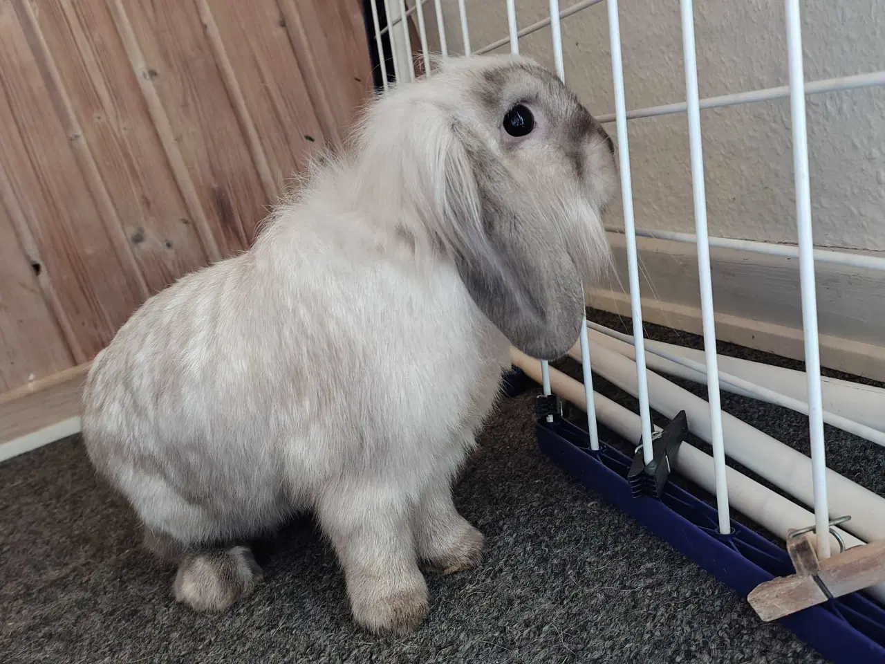 Billede 4 - Renlig 10 mdr. Og Kastreret 