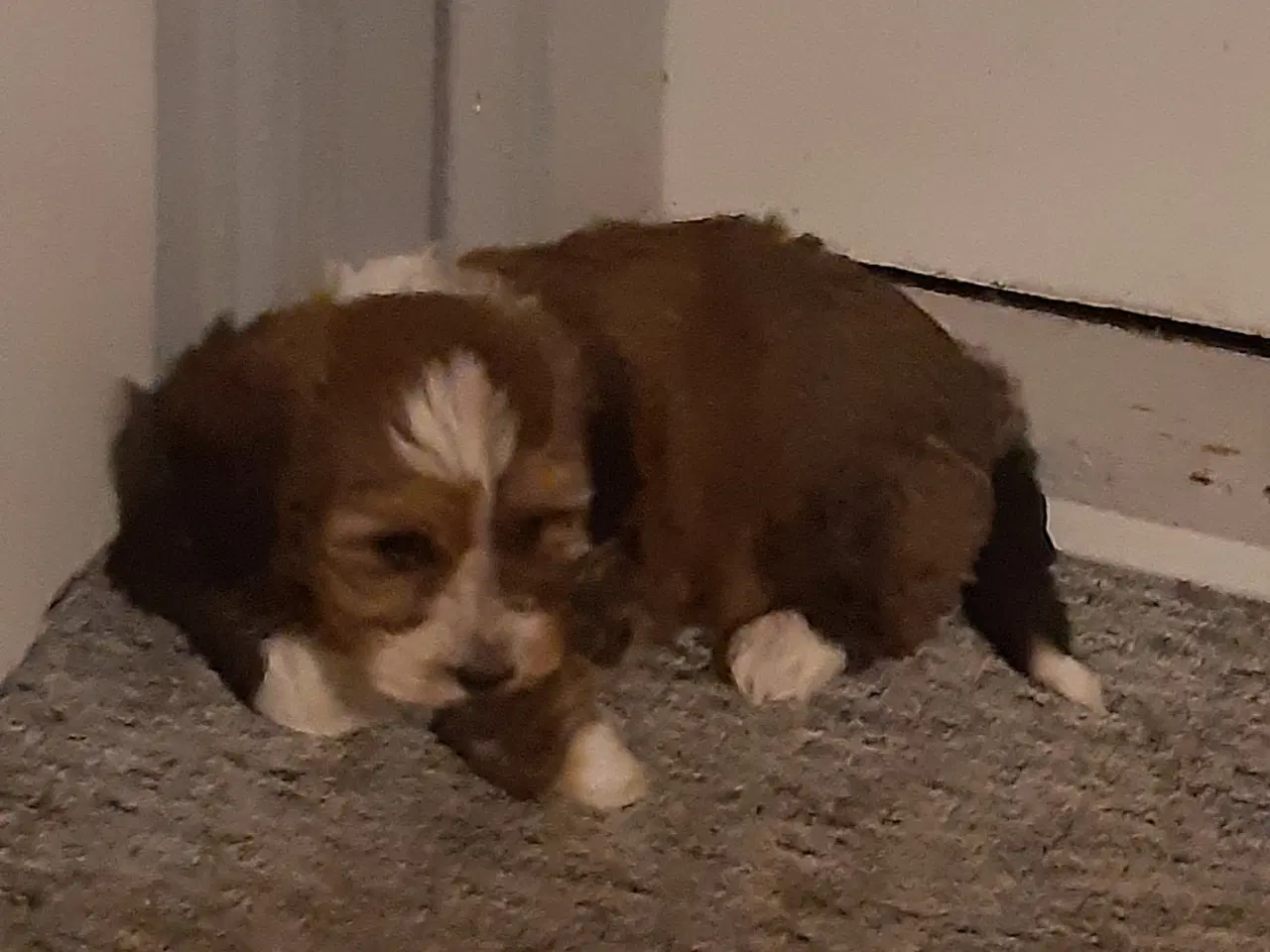 Billede 5 - Puddel havanese hvalpe