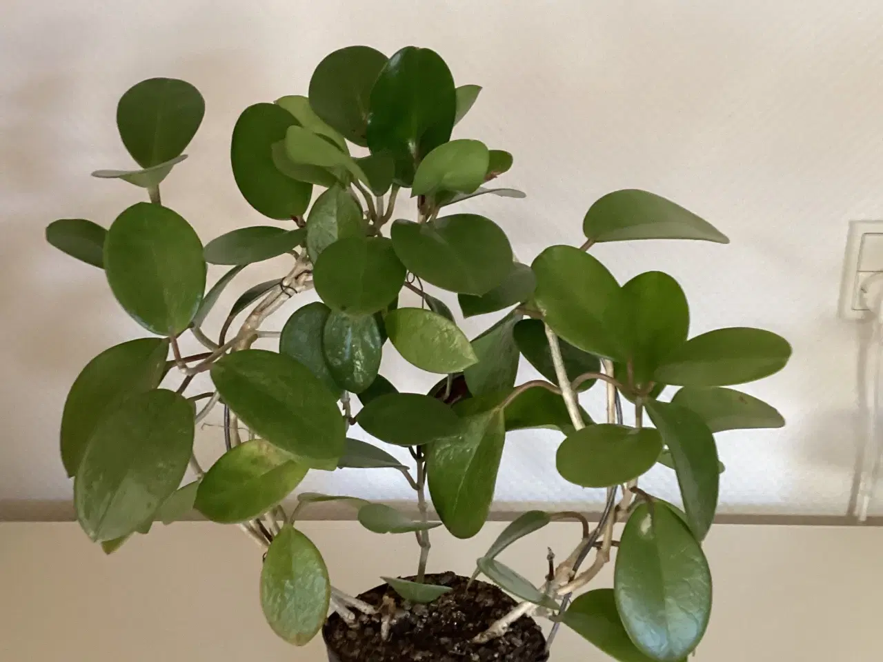 Billede 2 -  5 stk Stue planter
