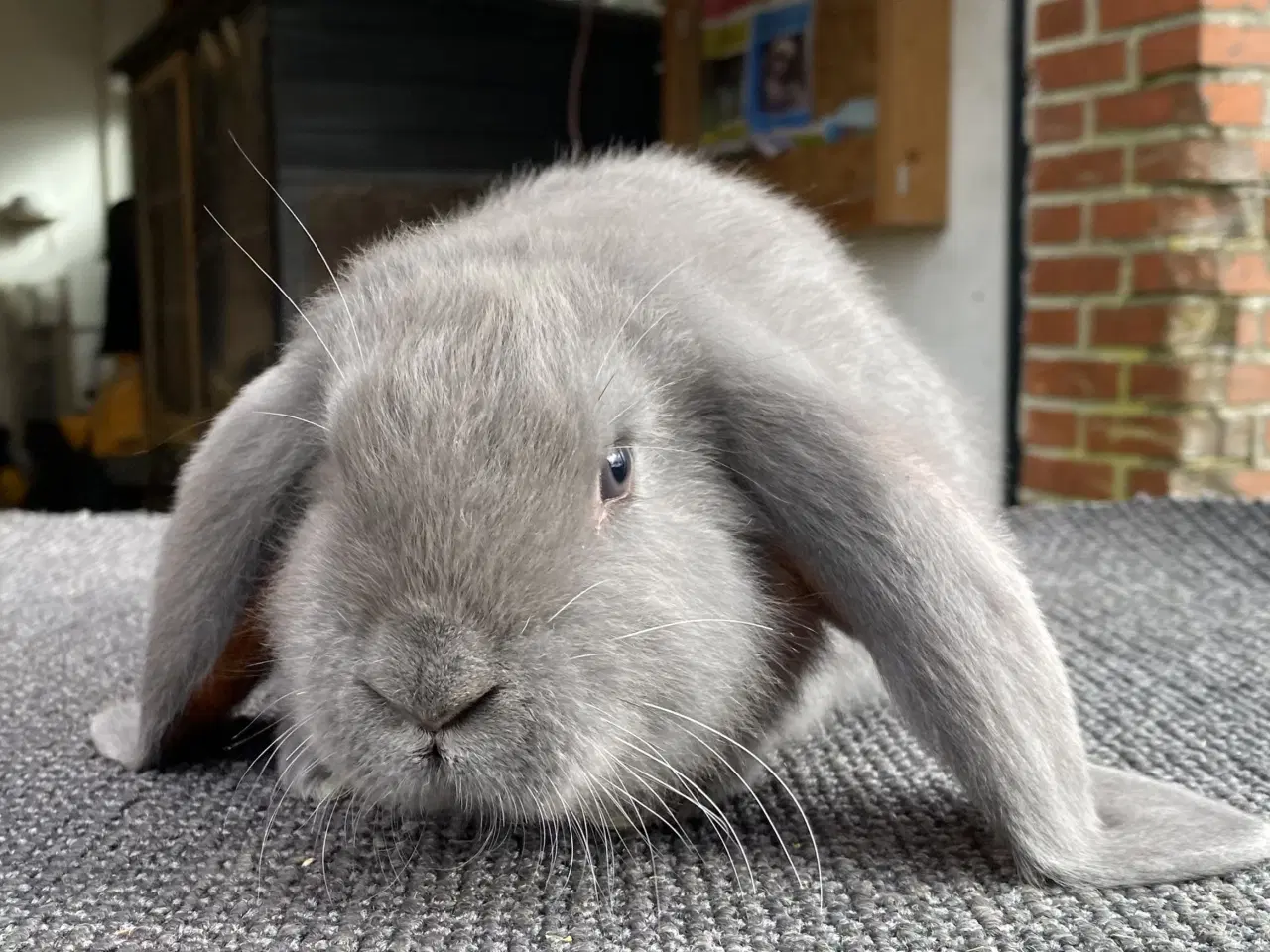 Billede 1 - FRANSK VÆDDER HAN BLÅ