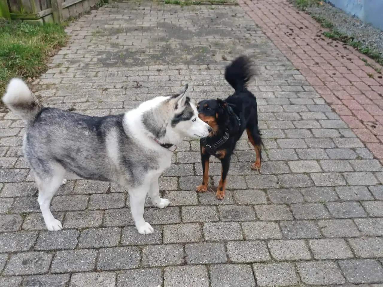 Billede 7 - Smukke milde kærlige Ozzy