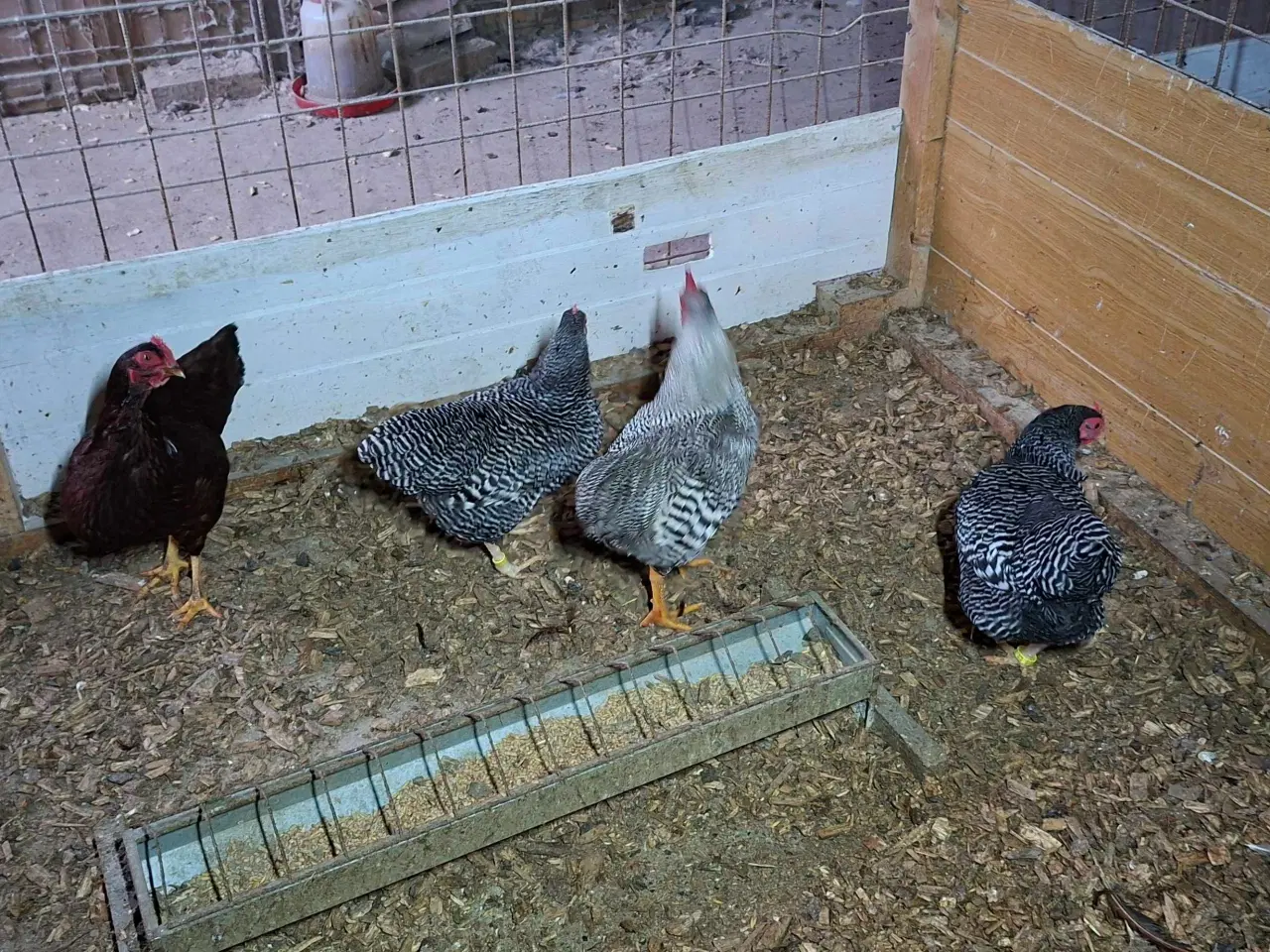 Billede 3 - Dværghøns