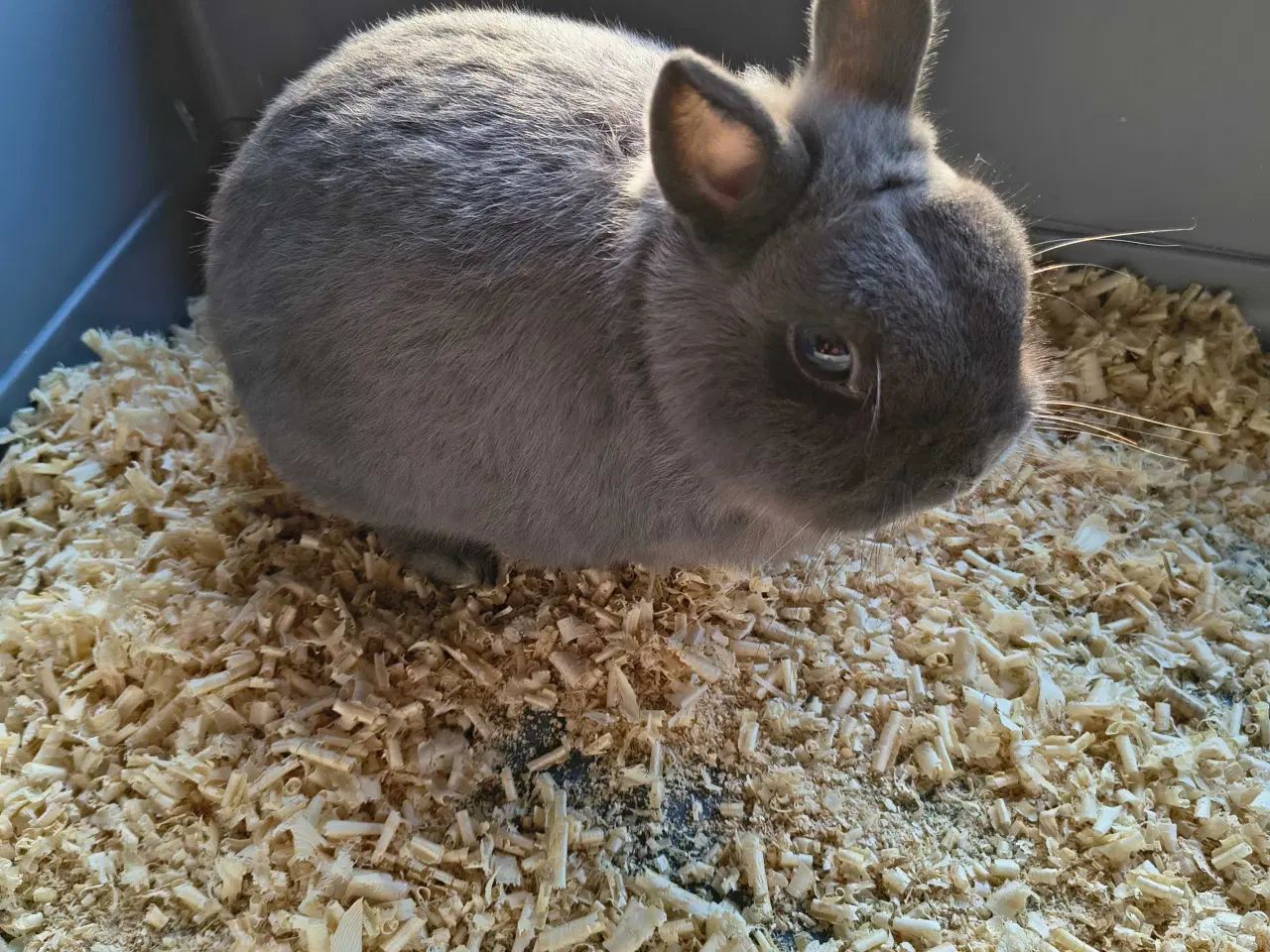 Billede 4 - Hermelin Zobel Blå 