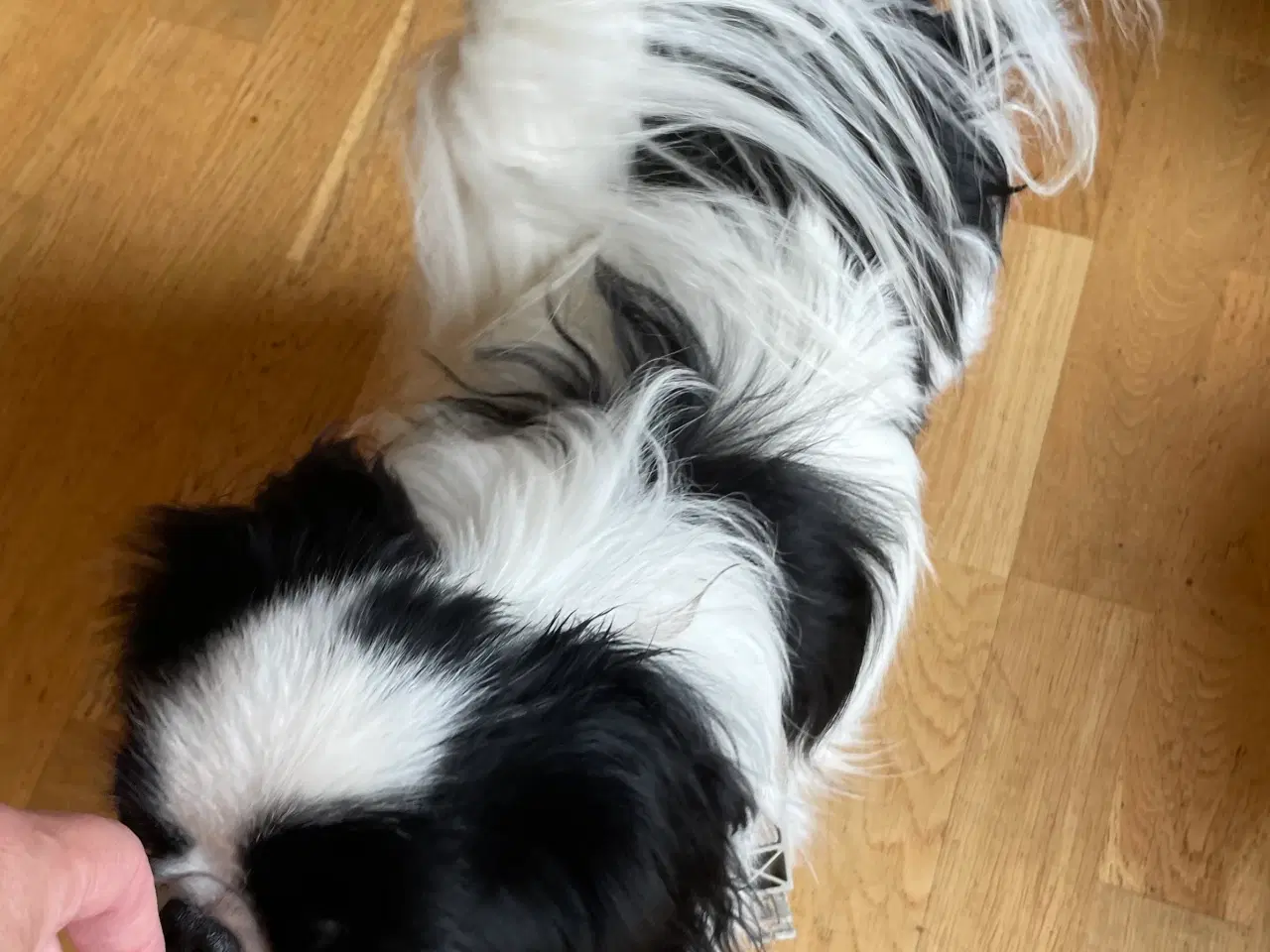 Billede 2 - Japanese Chin han unghund (16-17 mdr.)