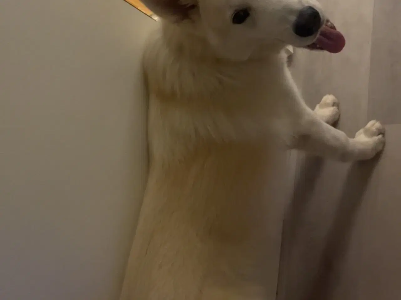 Billede 1 - Alaska malamut og tjekkisk ulvehund