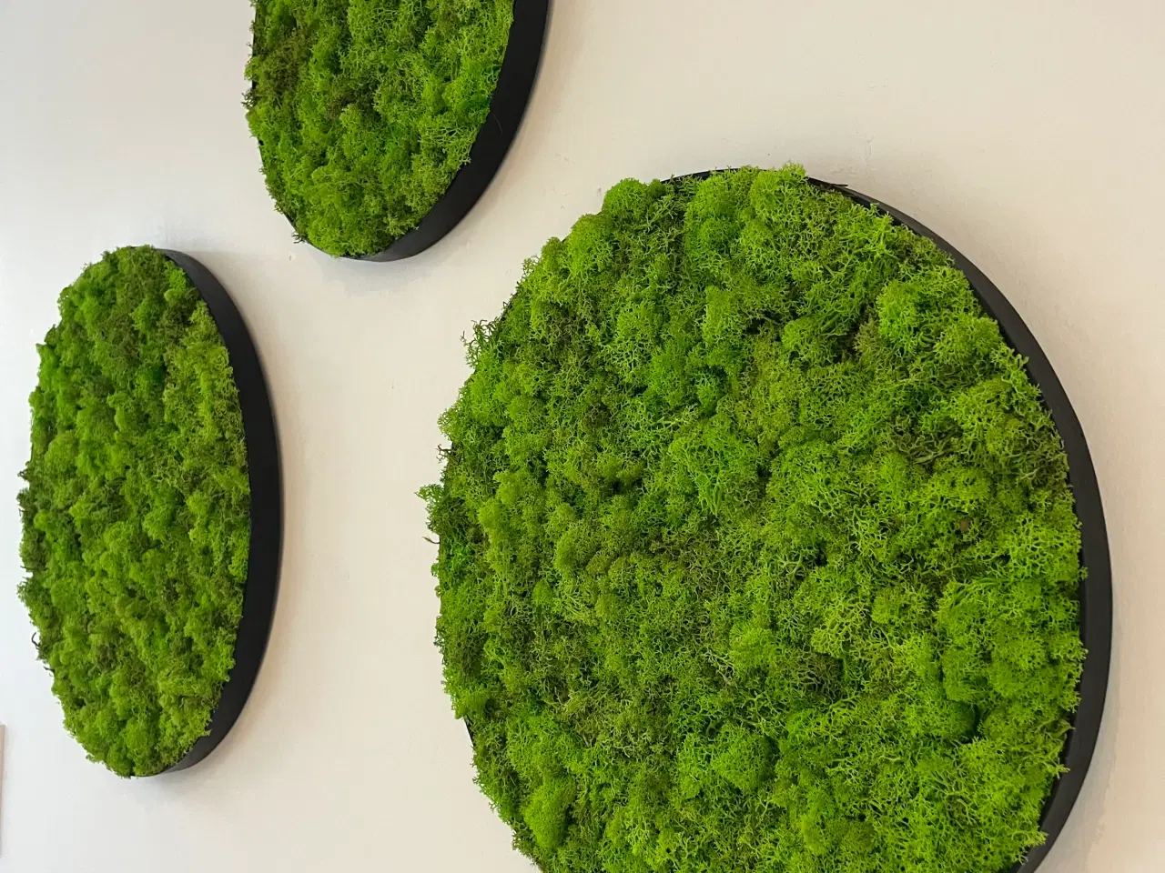 Billede 2 - Mos billeder vi laver 