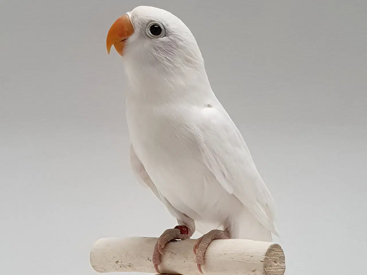 Billede 4 - Flot Sortøjet Albino dværgpapegøje 