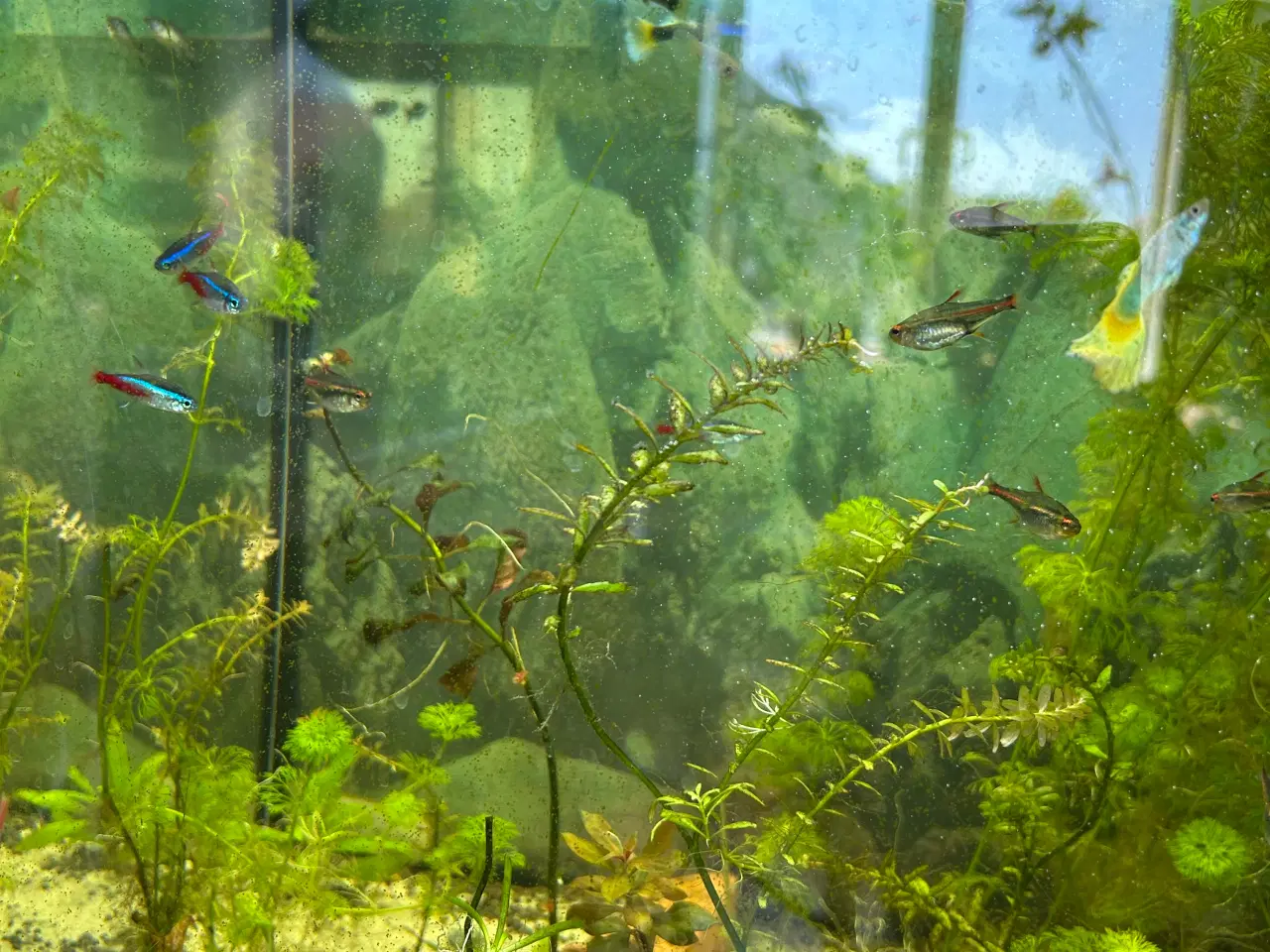 Billede 9 - 🐠 Glødelys Tetra – flotte, sunde stimefisk ✨