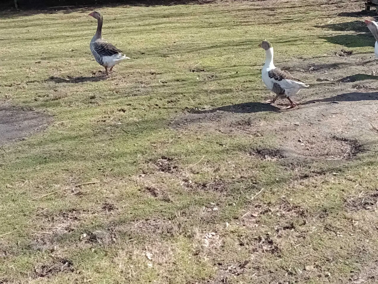 Billede 4 - Grå gæs 