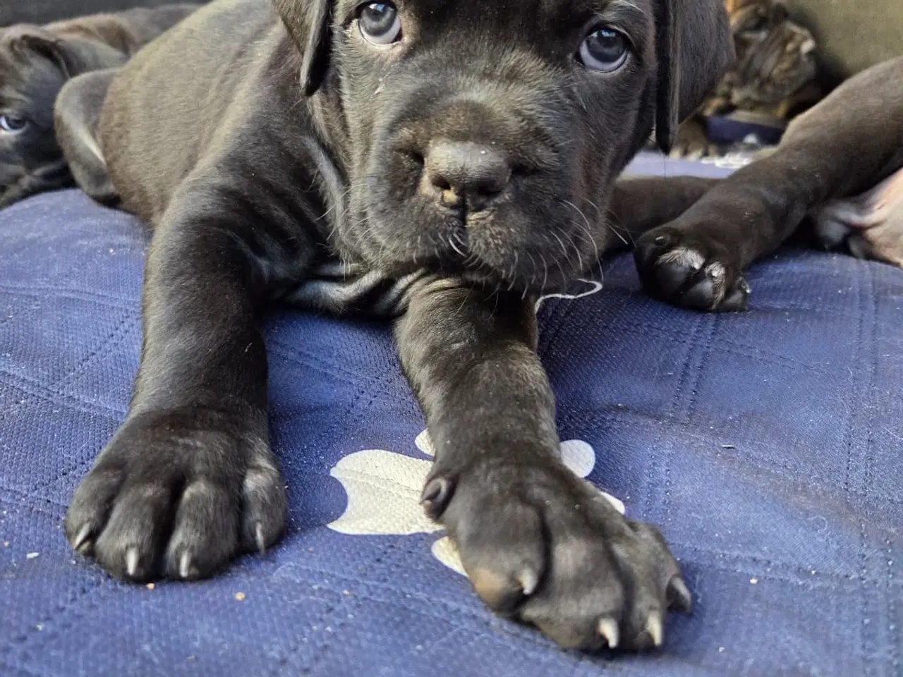 Billede 3 - Cane Corso italiano 