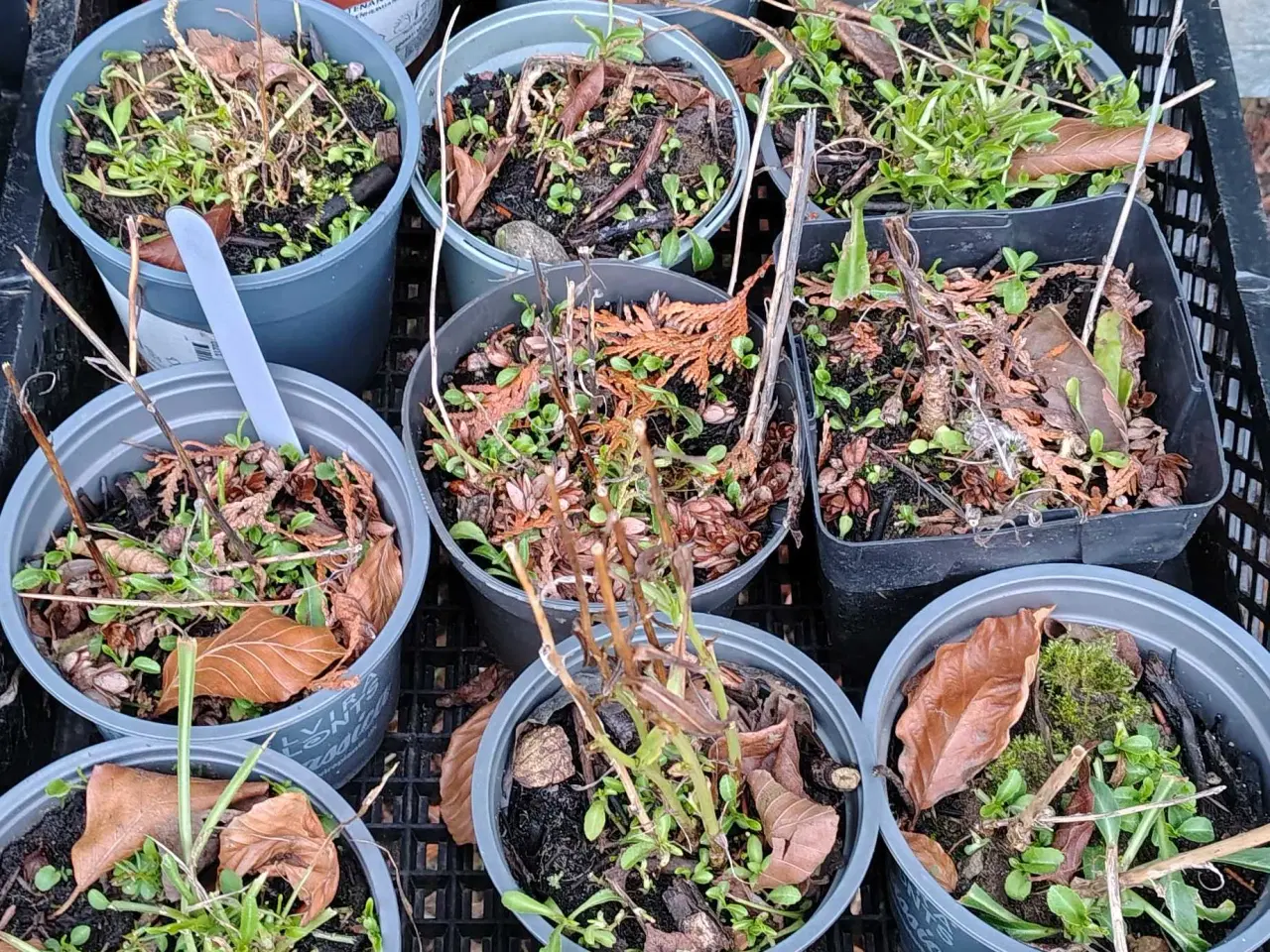 Billede 4 - Campanula. Smalbladet Klokke. Persicifolia Alba