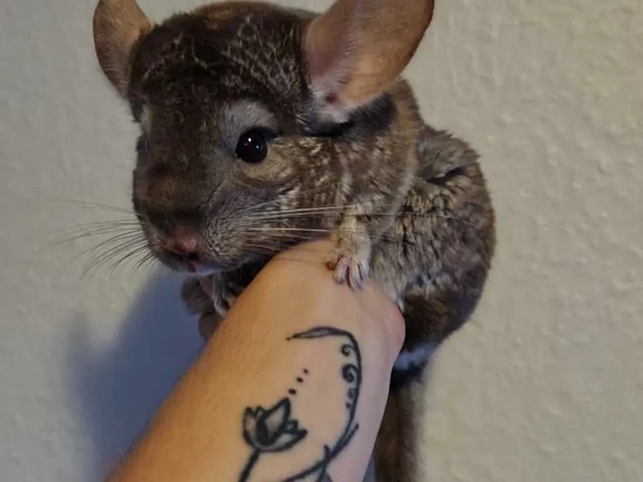 Billede 3 - 4 hunner 1 han (Chinchilla Familie)🐿️