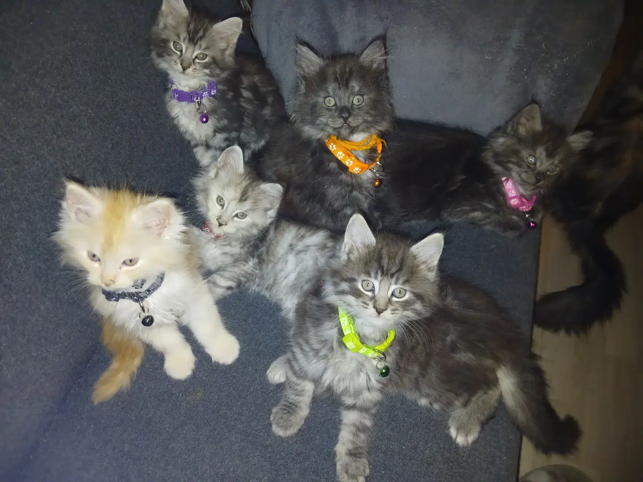 Billede 6 - Dexter tilbyder Parring